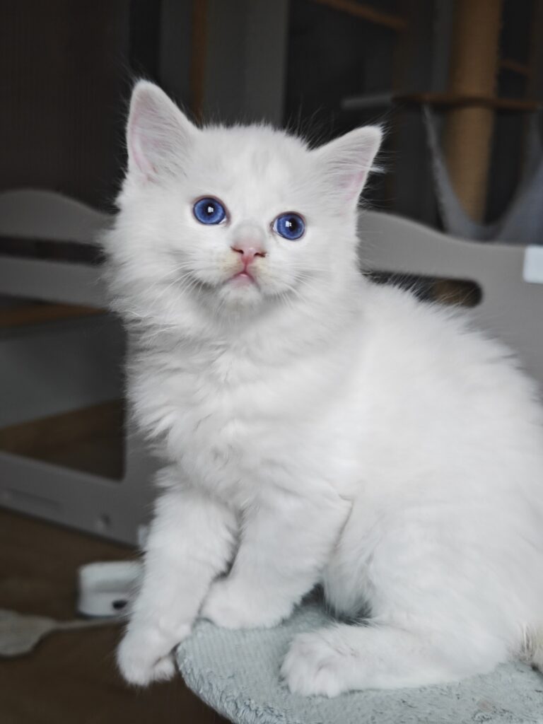 Ragdoll Warszawa
