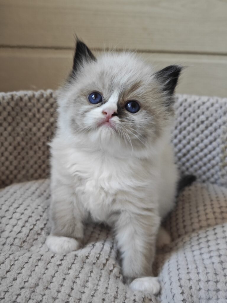 Socjalizacja małych kociąt rasy Ragdoll, bezpieczna hodowla kotów Mazowsze - Warszawa i okolice