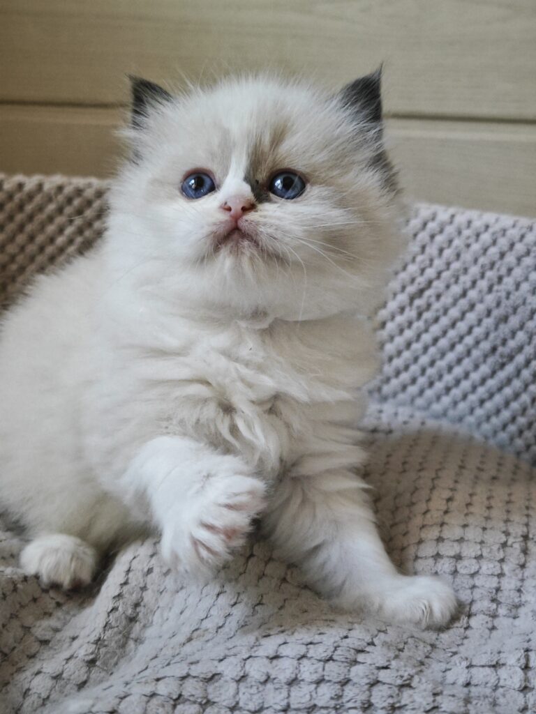 Kocięta Ragdoll seal bicolor dostępne w domowej hodowli pod Warszawą