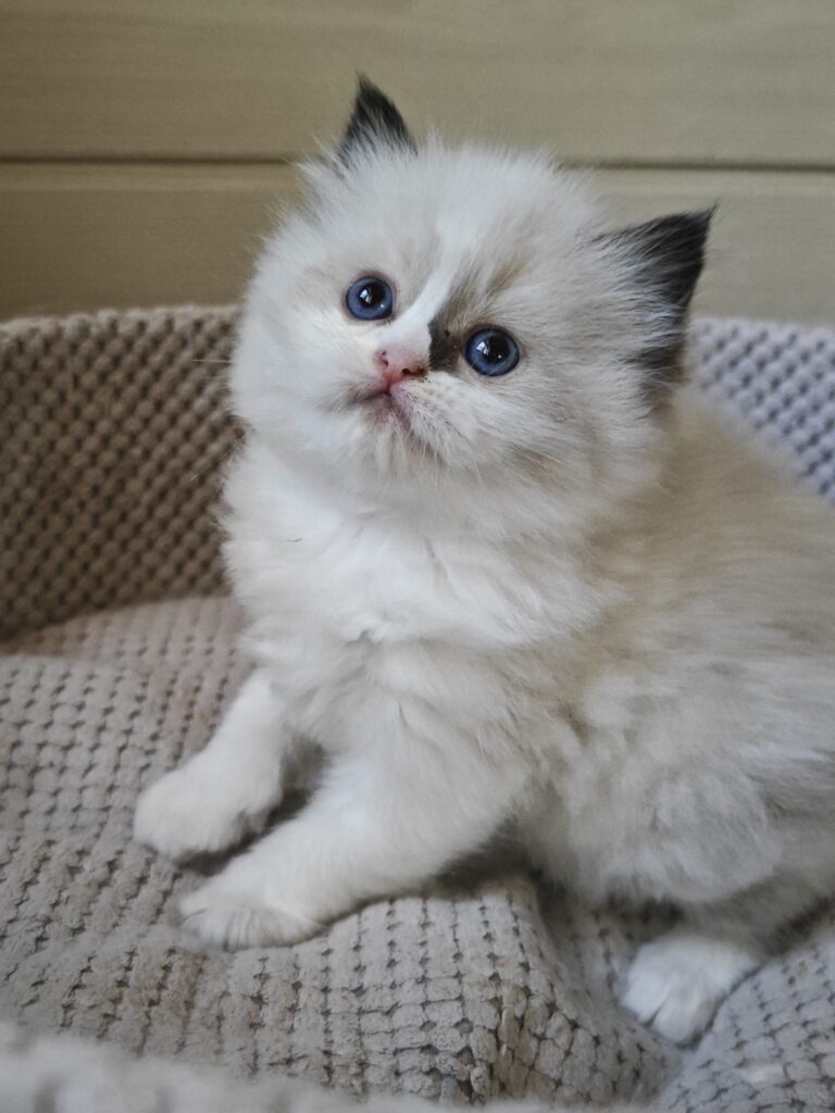 Kocięta Ragdoll seal bicolor dostępne w domowej hodowli pod Warszawą