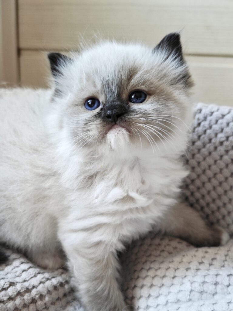 Dostępny kociak Ragdoll seal mitted w białych skarpetkach, hodowla kotów Warszawa Mazowsze
