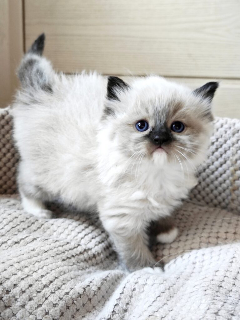 Rasowy mały kotek Ragdoll seal mitted z rodowodem FPL FIFe, Chylice koło Żyrardowa i Grodziska
