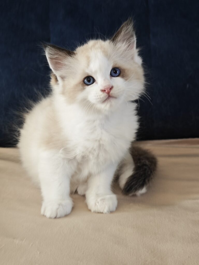 Kocięta Ragdoll seal bicolor dostępne w domowej hodowli pod Warszawą