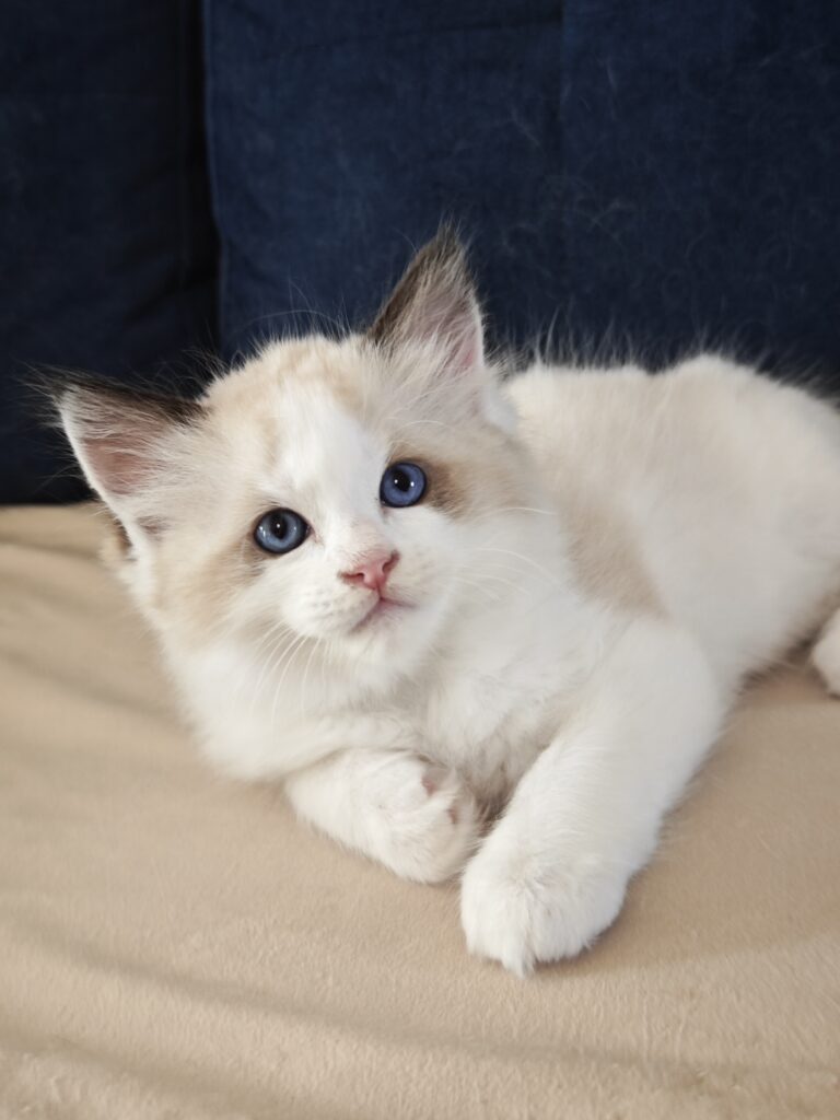 Zdrowy mały kotek rasy Ragdoll seal bicolor z rodowodowej hodowli blisko Warszawy