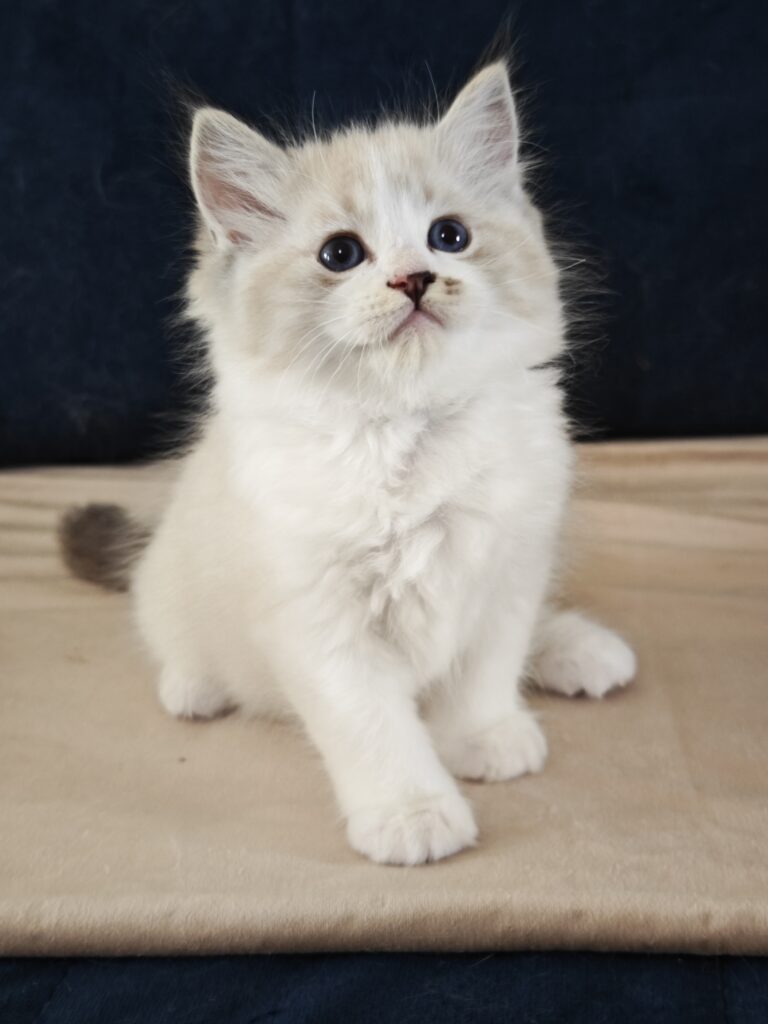 Kocięta Ragdoll seal lynx bicolor dostępne w domowej hodowli pod Warszawą