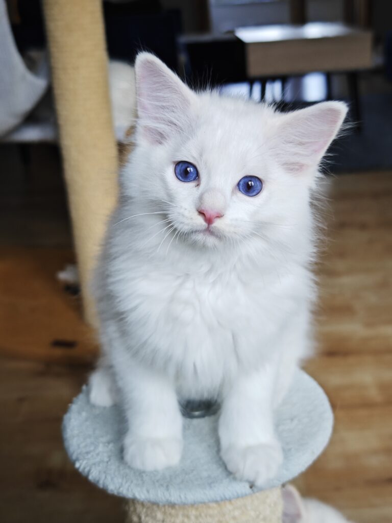 kremowy kociak Ragdoll red bicolor na sprzedaż, zarejestrowana hodowla Ragdoll Warszawa i okolice