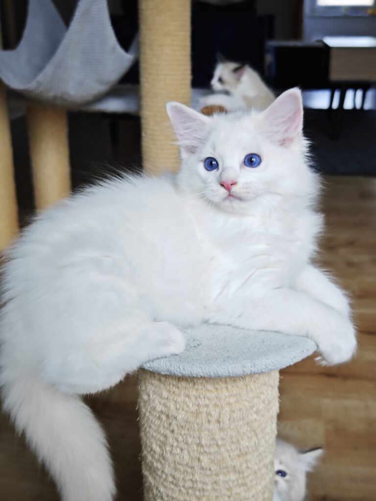 kremowy kociak Ragdoll red bicolor na sprzedaż, zarejestrowana hodowla Ragdoll Warszawa i okolice