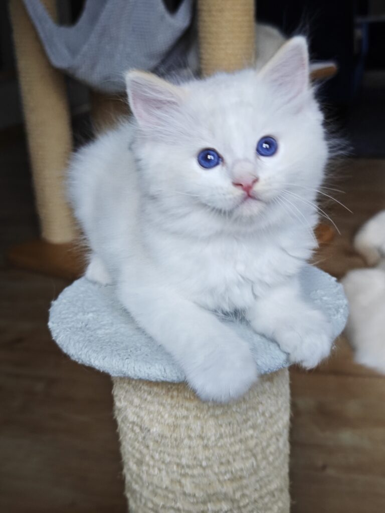 Rudy kociak Ragdoll red bicolor na sprzedaż, zarejestrowana hodowla Ragdoll Warszawa i okolice