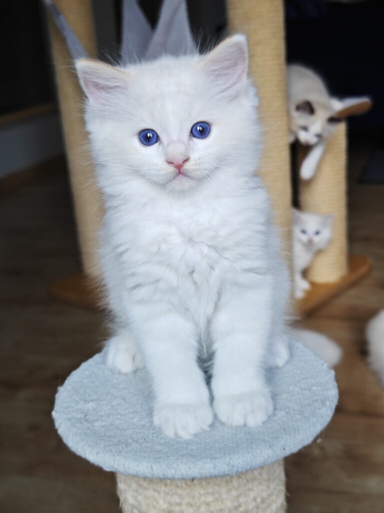 Rudy kociak Ragdoll red bicolor na sprzedaż, zarejestrowana hodowla Ragdoll Warszawa i okolice
