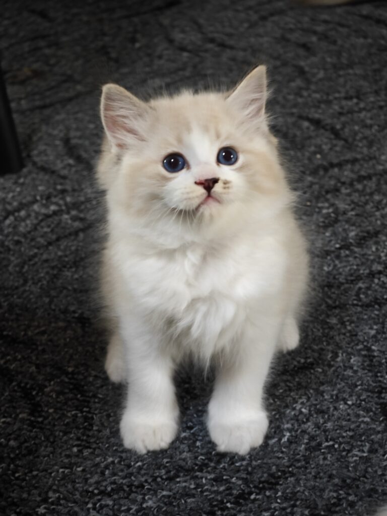 Kocięta Ragdoll seal bicolor dostępne w domowej hodowli pod Warszawą